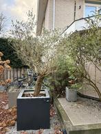 Olijfboom met pot, Bloeit niet, 100 tot 250 cm, Olijfboom, Ophalen