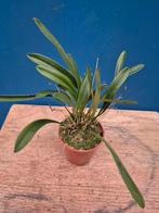 Orchidee Masdevallia Straitella p7, Ophalen of Verzenden, Halfschaduw, Minder dan 100 cm