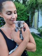 Zilver Bengaal Kittens, Dieren en Toebehoren, Katten en Kittens | Raskatten | Korthaar, Meerdere dieren, Gechipt, 0 tot 2 jaar