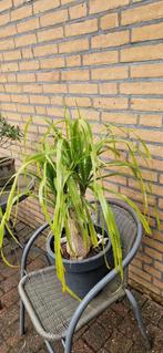 Olifantspoot in pot, Huis en Inrichting, Kamerplanten, In pot, Minder dan 100 cm, Yucca, Groene kamerplant
