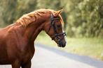 Bijzonder brave en kwaliteitsvolle New Forest!, Dieren en Toebehoren, Pony's, Ruin, Zadelmak, D pony (1.37m tot 1.48m), 3 tot 6 jaar