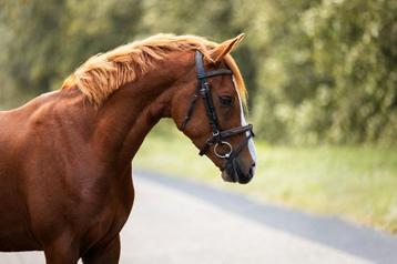 Bijzonder brave en kwaliteitsvolle New Forest! beschikbaar voor biedingen