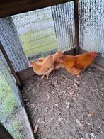 Wyandotte krielkipjes, Dieren en Toebehoren, Pluimvee, Vrouwelijk, Kip