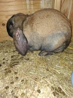 Raszuivere fransehangoor, Dieren en Toebehoren, Konijnen, Vrouwelijk, Groot, Hangoor, 0 tot 2 jaar