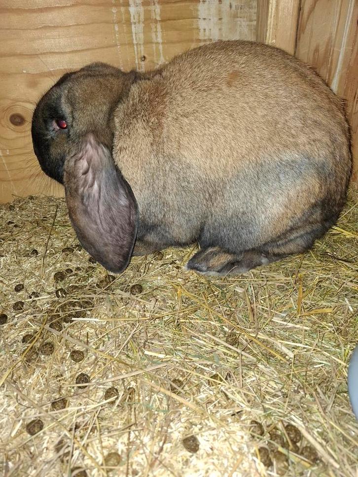 Raszuivere fransehangoor, Dieren en Toebehoren, Konijnen, Groot, Vrouwelijk, 0 tot 2 jaar, Hangoor