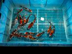 Sanke en showa tosai’s,  japanse koi 12 stuks, Dieren en Toebehoren, Vissen | Vijvervissen, Karper of Koi