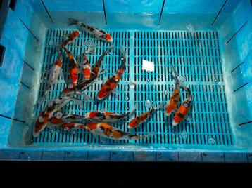 Sanke en showa tosai’s,  japanse koi 14 stuks beschikbaar voor biedingen