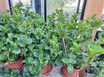 Hortensia, Ophalen of Verzenden, Zomer, Overige soorten, Halfschaduw