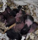 Jonge Syrische hamsters / Goudhamsters te koop, Dieren en Toebehoren, Knaagdieren, Hamster, Meerdere dieren, Tam, September