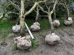 5 toprassen laagstam kersenbomen, Ophalen