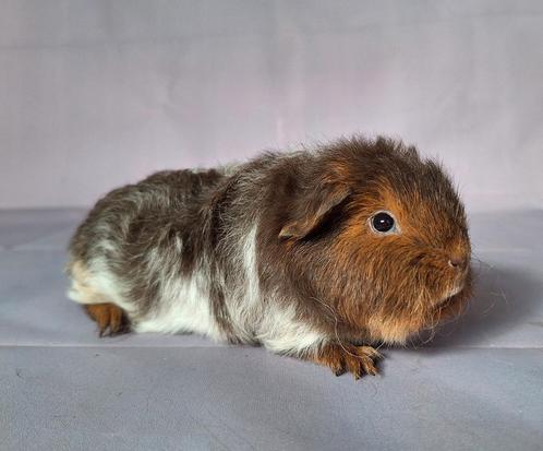 Vijf jonge Ch teddy beertjes - choco - tan - schimmel, Dieren en Toebehoren, Knaagdieren, Mannelijk, Cavia, Juli, Tam