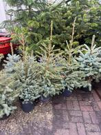 Kerstboompjes opgepot soort omerika milieu vriendelijk 9,95, Tuin en Terras, Vaste plant, Bloeit niet, Halfschaduw, Ophalen