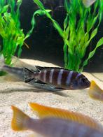 Koppel Pseudotropheus Demasoni, Dieren en Toebehoren, Vissen | Aquariumvissen, Vis, Zoetwatervis, Schoolvis