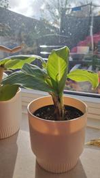 bananenplant bananenboom stek 2 stuks, Ophalen, Halfschaduw, Minder dan 100 cm