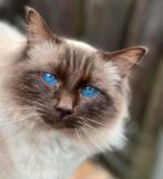 Ragdoll met stamboom, Kater, Gechipt, 0 tot 2 jaar