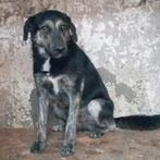 Unieke Wisley ter adoptie!, Dieren en Toebehoren, Honden | Niet-rashonden, Particulier, Rabiës (hondsdolheid), Reu, 1 tot 2 jaar