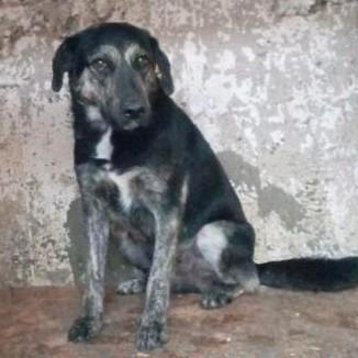 Unieke Wisley ter adoptie!, Dieren en Toebehoren, Honden | Niet-rashonden, Groot, Reu, Particulier, Eén hond, Buitenland, 1 tot 2 jaar