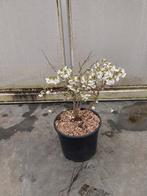 prunus incisa kojou-no-mai, Vaste plant, Halfschaduw, Lente, Ophalen