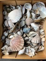 Grote kist schelpen, Verzamelen, Mineralen en Fossielen, Ophalen of Verzenden, Schelp(en)