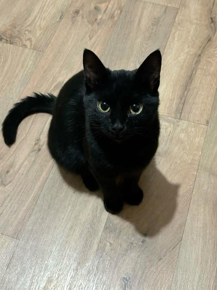 Kitten gezocht (niet te koop), Dieren en Toebehoren, Katten en Kittens | Raskatten | Korthaar, Kater, 0 tot 2 jaar