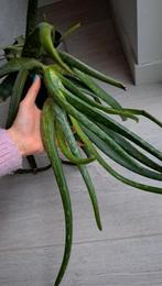 Aloë Vera stengel / bladeren €0,50, Volledige schaduw, Overige soorten, Ophalen of Verzenden, Minder dan 100 cm