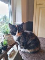 1 mooie kitten van 10 weken, Dieren en Toebehoren, Katten en Kittens | Overige Katten, Meerdere dieren