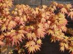 prachite oranje esdoorn japanse tuin leegverkoop in pot, Bloeit niet, Halfschaduw, Overige soorten, 100 tot 250 cm