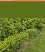 Mooie buxus struikjes 15 stuks Mooie gezonde  struikjes., Ophalen, Buxus, Haag, Minder dan 100 cm