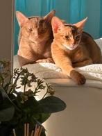 2 Abessijn Chausie F5 katten, Dieren en Toebehoren, Meerdere dieren, Gechipt, 0 tot 2 jaar