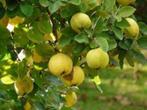 Aanbieding 10 apartere soorten fruitbomen laagstam, Tuin en Terras, Lente, Overige soorten, In pot, Ophalen of Verzenden