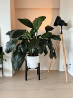 150cm Lepelplant Spatiphyllum - grote Kamerplant, Huis en Inrichting, Kamerplanten, 150 tot 200 cm, Ophalen