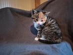 Kittens te koop, Dieren en Toebehoren, Katten en Kittens | Overige Katten, Meerdere dieren