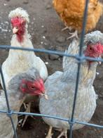 Schijndelaar kippen, Dieren en Toebehoren, Pluimvee, Vrouwelijk, Kip
