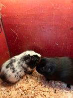 Knap duo dalmaat zwart cavia, Meerdere dieren, Cavia, Voor 1 juli 2024, Tam