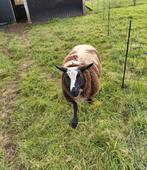 Zuivere bonte dekram, Dieren en Toebehoren, Schapen, Geiten en Varkens, Mannelijk, Schaap, 0 tot 2 jaar