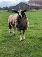 Mooie luxe bonte dekram., Dieren en Toebehoren, Schapen, Geiten en Varkens, Mannelijk, Schaap