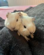2 jonge cavia's beetje, Dieren en Toebehoren, Knaagdieren, Mannelijk, Cavia, Na 1 juli 2024, Tam