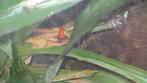 Verschillende soorten pumilio's, Dieren en Toebehoren, Reptielen en Amfibieën, Amfibie, 0 tot 2 jaar