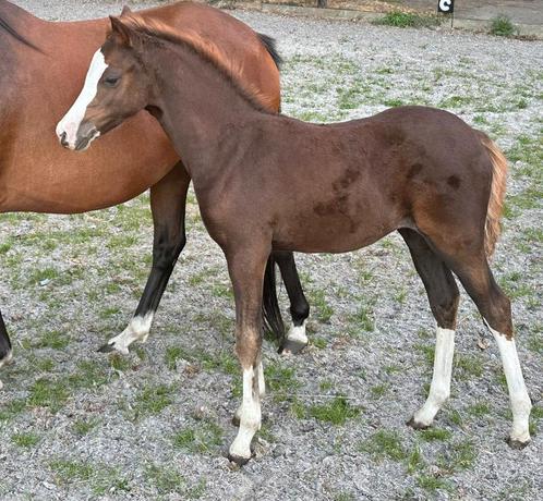 Nieuwe pony oude advertentie Welsh merrieveulen- sectie b, Dieren en Toebehoren, Pony's, Merrie, Niet van toepassing, C pony (1.27m tot 1.37m)