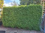 4 grote Coniferen, Ophalen, Conifeer, Haag, 100 tot 250 cm