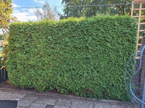4 grote Coniferen, Tuin en Terras, Planten | Struiken en Hagen, Haag, Conifeer, 100 tot 250 cm, Ophalen