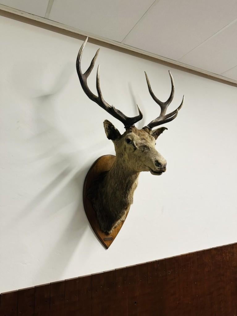 Antiek opgezette Edelhert hert, Ophalen