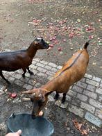 2 mooie hoornloze dwerggeit miekes, Dieren en Toebehoren, Schapen, Geiten en Varkens, Vrouwelijk, Geit, 3 tot 5 jaar