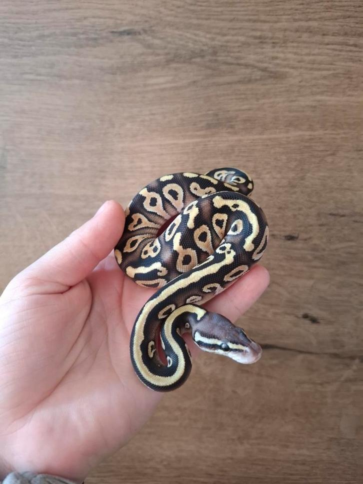 Mooi pastel mojave pos het ghost/hypo vrouwtje nk25, Dieren en Toebehoren, Reptielen en Amfibieën, Slang, 0 tot 2 jaar