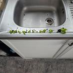 Moeder der duizend stekjes, Overige soorten, Volle zon, Vaste plant, Verzenden