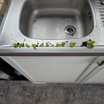 Moeder der duizend stekjes beschikbaar voor biedingen