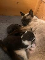 Prachtige kittens moeder siamees