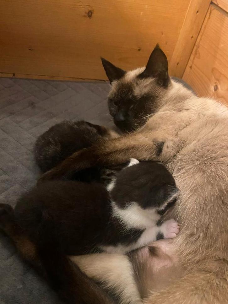 Prachtige kittens moeder siamees, Dieren en Toebehoren, Katten en Kittens | Overige Katten