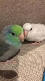 2 lieve mannelijke forpussen, Dieren en Toebehoren, Mannelijk, Dwergpapegaai of Agapornis, Tam