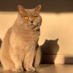 Prachtig Britse Korthaar kleur lilac, Dieren en Toebehoren, Katten en Kittens | Raskatten | Korthaar, Poes, 6 jaar of ouder